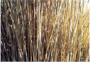 Bambus