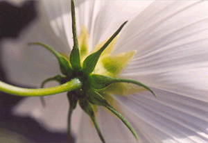Cosmea