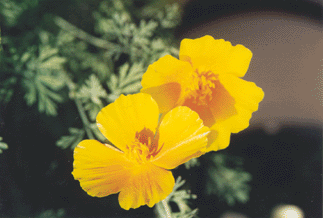 Goldmohn (Eschscholzia californica) - kaum geht die Sonne weg, r&auml;umt er sich auf