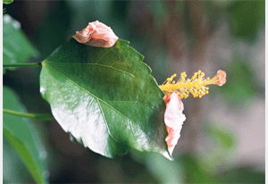 verbl&uuml;hte Hibiskusbl&uuml;te klammert sich noch an Blatt fest