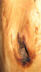 Maserung der Esche (ähnlich Olivenholz)