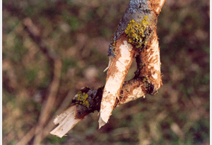 tanzender weiblicher Ast