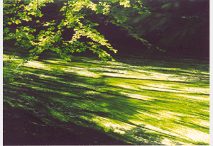 W&uuml;rmalgen beim M&uuml;hltal